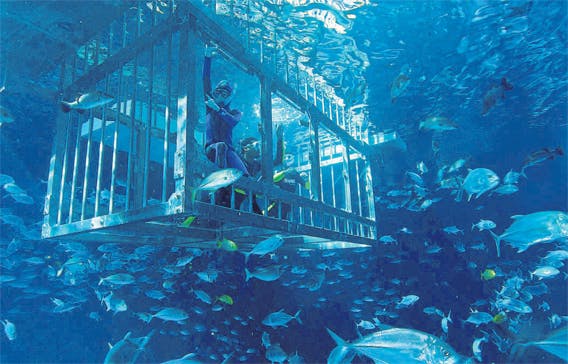 Dubai Aquarium & Underwater Zoo (The Dubai Mall)